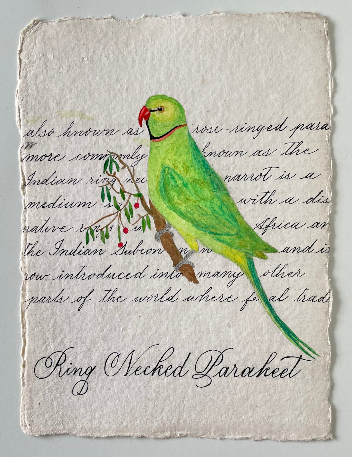 Green parrot watercolour illustration on textured paper with calligraphy in the background